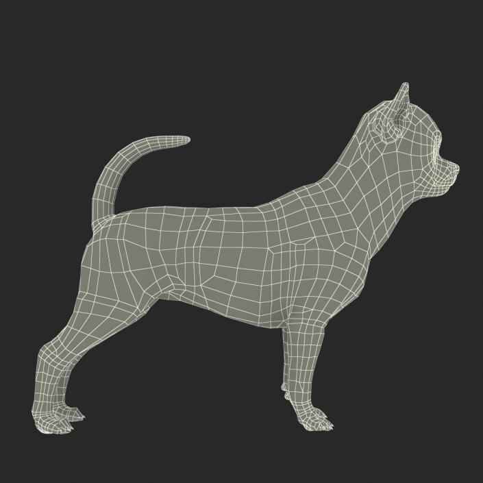 3D Chihuahua with Fur model