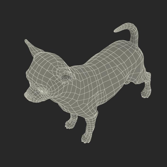 3D Chihuahua with Fur model