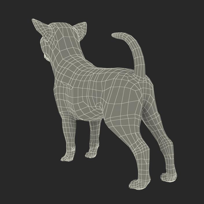 3D Chihuahua with Fur model