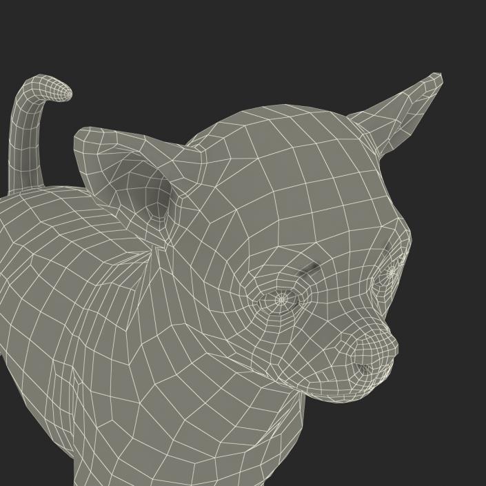 3D Chihuahua with Fur model