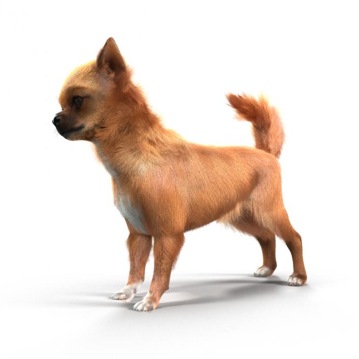 3D Chihuahua Rigged