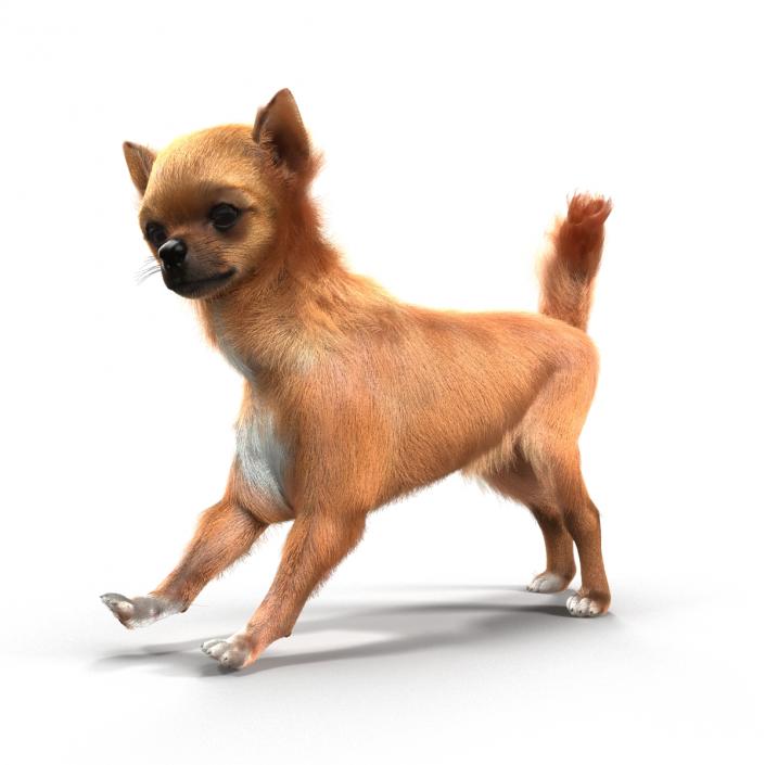 3D Chihuahua Rigged