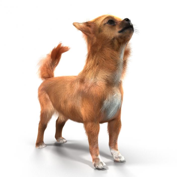 3D Chihuahua Rigged