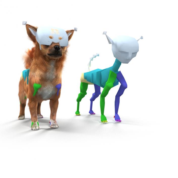 3D Chihuahua Rigged