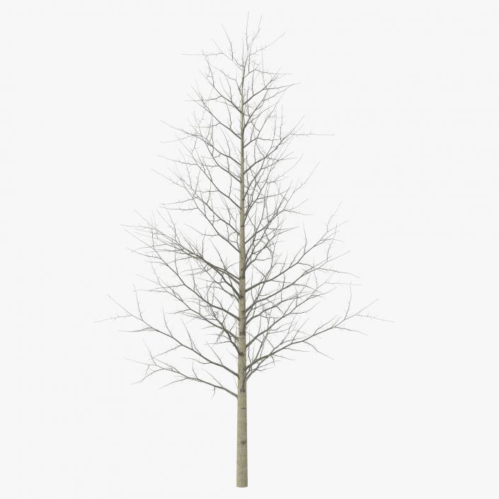 3D Young Yellow Poplar Tree Winter