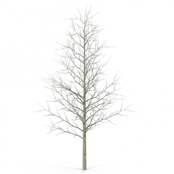 3D Young Yellow Poplar Tree Winter