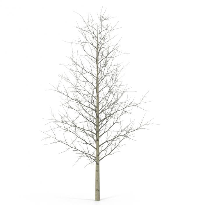 3D Young Yellow Poplar Tree Winter