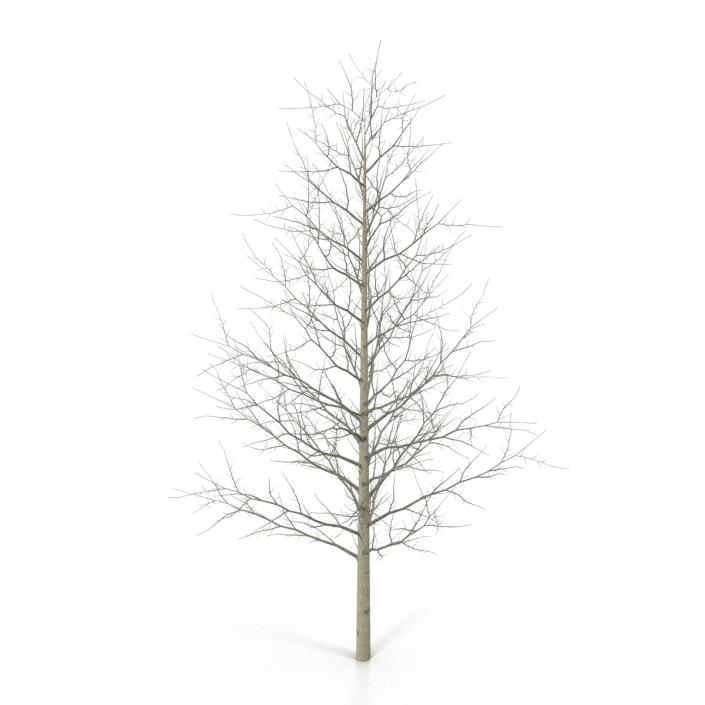 3D Young Yellow Poplar Tree Winter