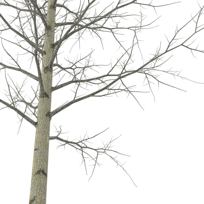 3D Young Yellow Poplar Tree Winter