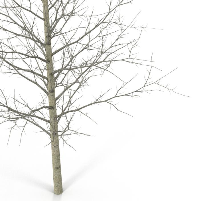 3D Young Yellow Poplar Tree Winter