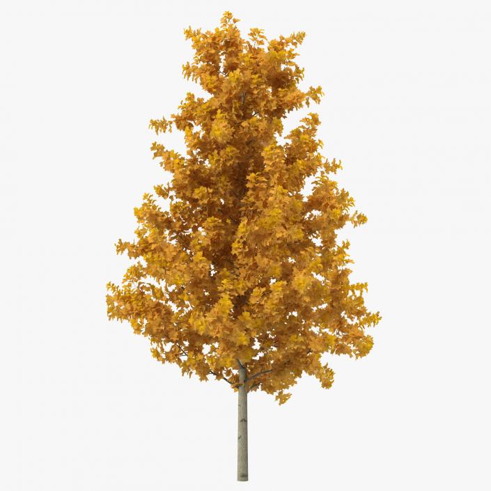 3D Young Yellow Poplar Tree Autumn