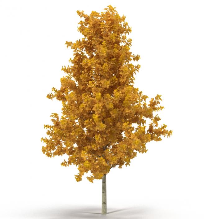 3D Young Yellow Poplar Tree Autumn