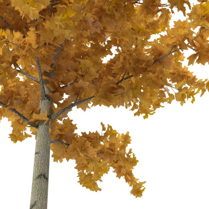 3D Young Yellow Poplar Tree Autumn