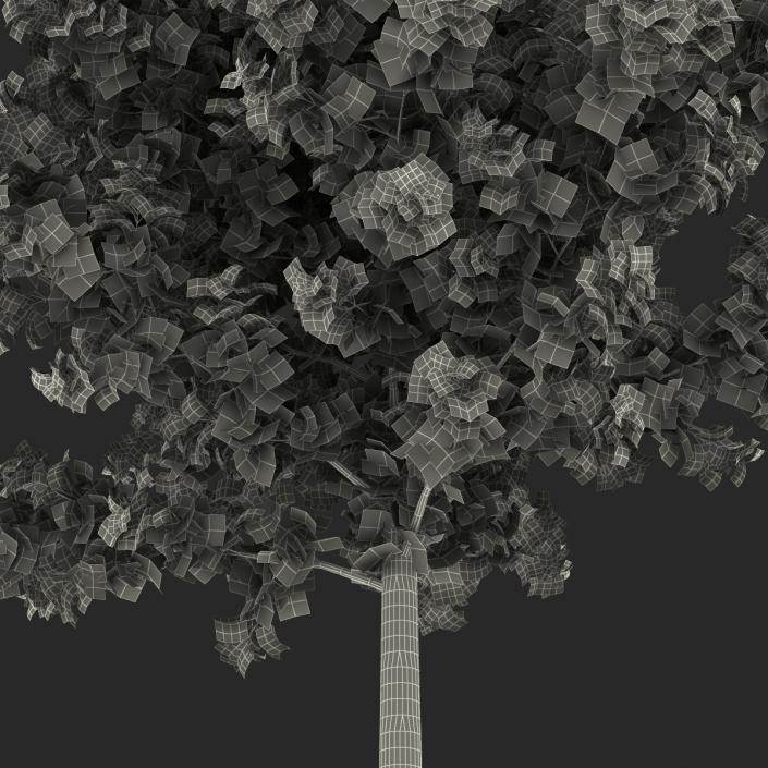 3D Young Yellow Poplar Tree Autumn