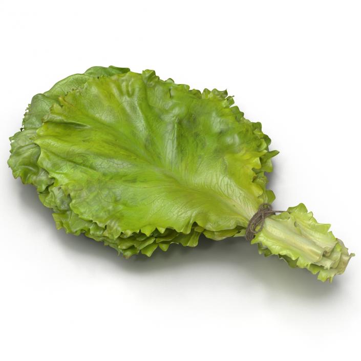 3D Lettuce Leaf Bunch model