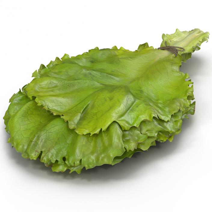 3D Lettuce Leaf Bunch model