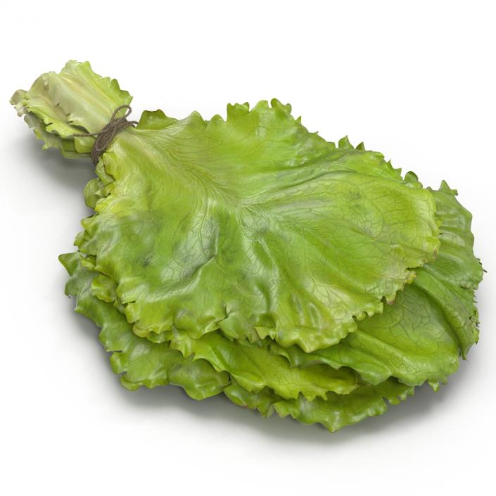 3D Lettuce Leaf Bunch model