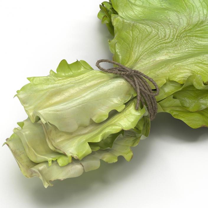 3D Lettuce Leaf Bunch model