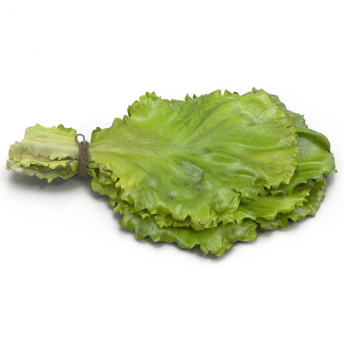 3D Lettuce Leaf Bunch model