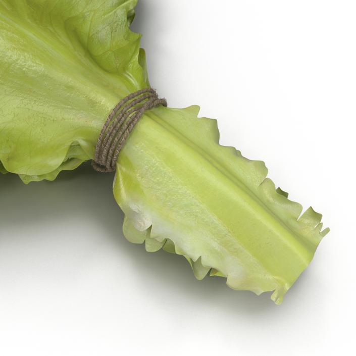 3D Lettuce Leaf Bunch model