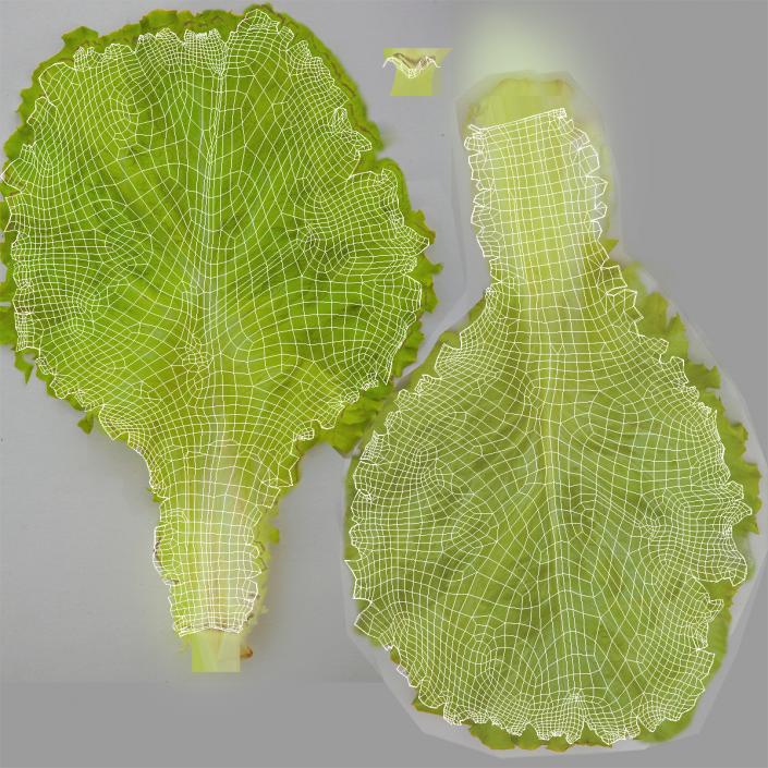 3D Lettuce Leaf Bunch model