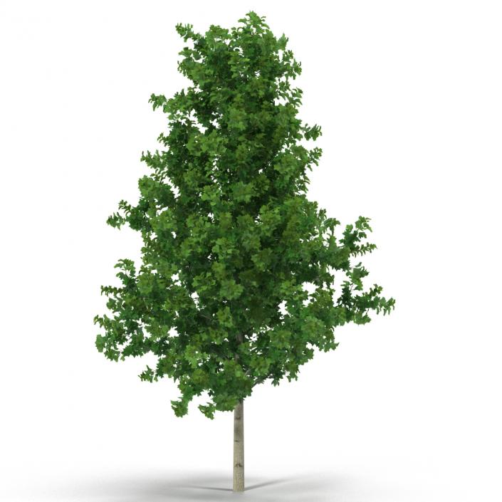 Young Yellow Poplar Tree 3D model