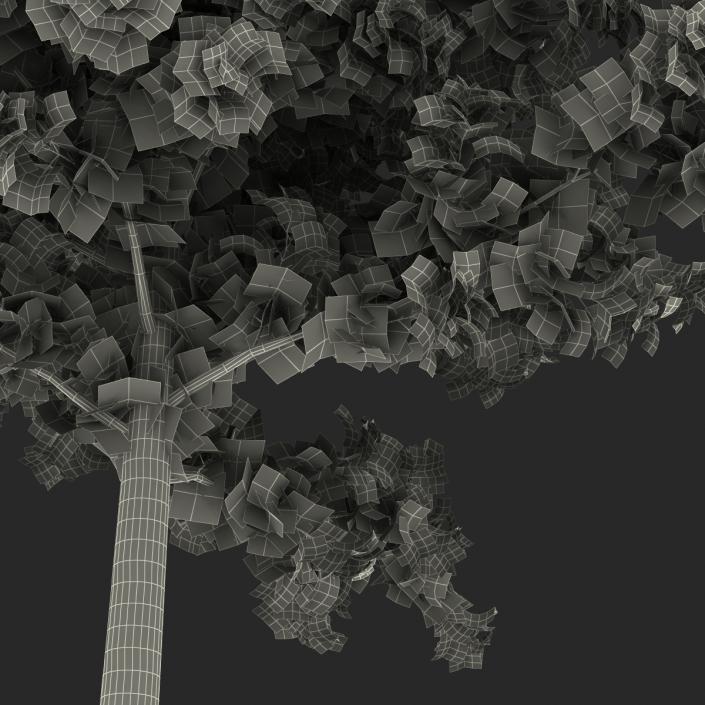 Young Yellow Poplar Tree 3D model