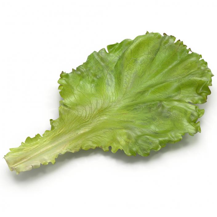Lettuce Leaf 3D
