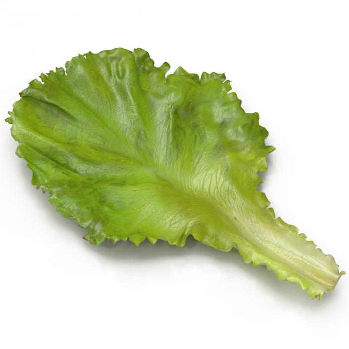 Lettuce Leaf 3D