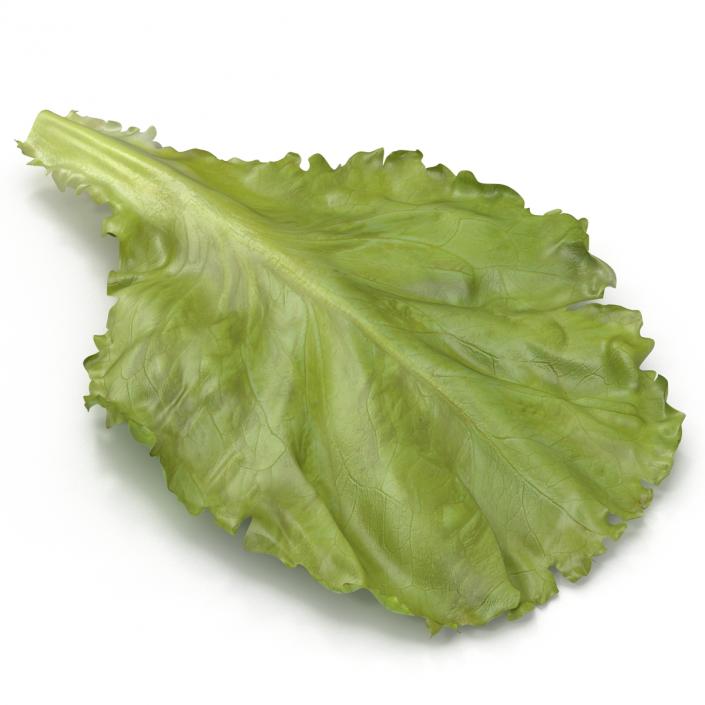 Lettuce Leaf 3D