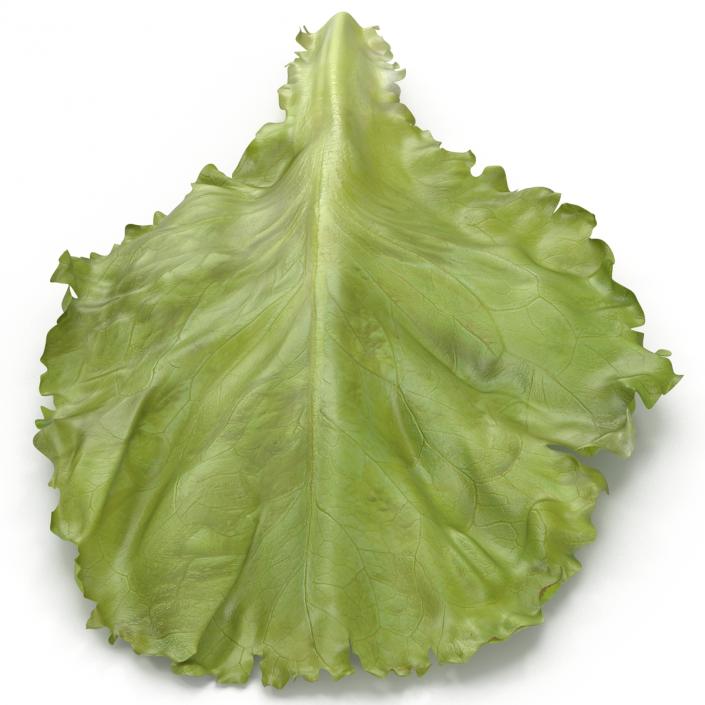 Lettuce Leaf 3D