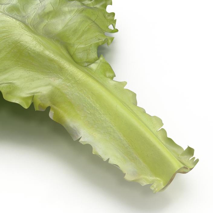 Lettuce Leaf 3D