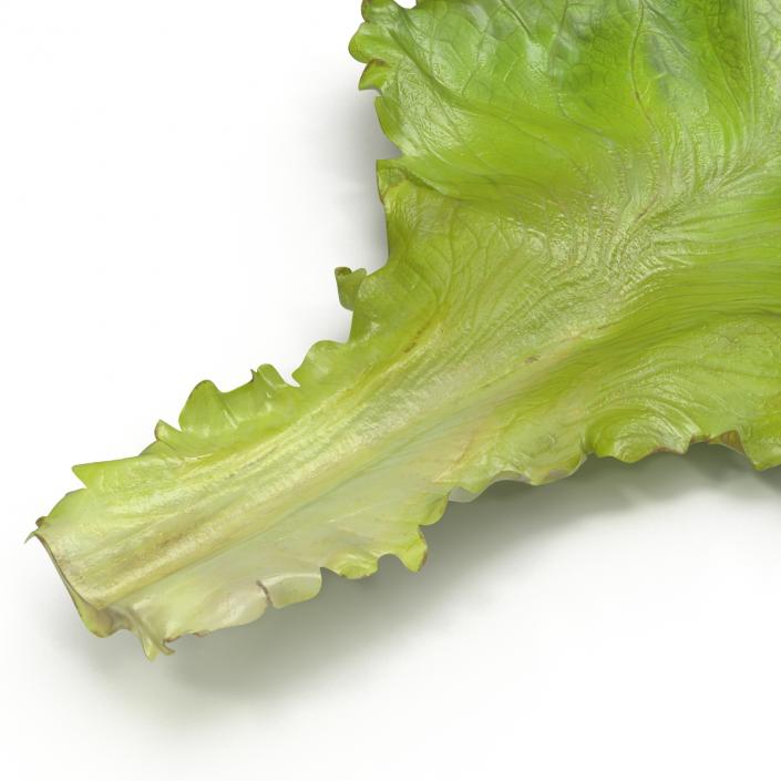 Lettuce Leaf 3D