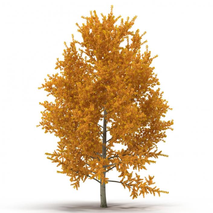 3D model Yellow Poplar Tree Autumn