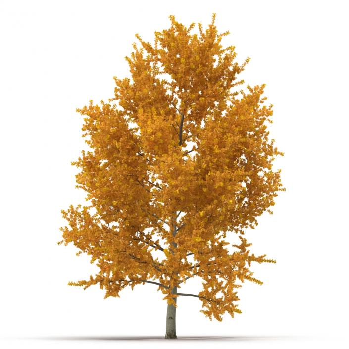 3D model Yellow Poplar Tree Autumn