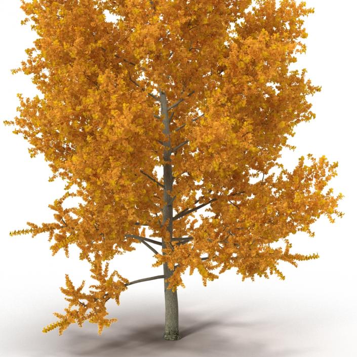 3D model Yellow Poplar Tree Autumn