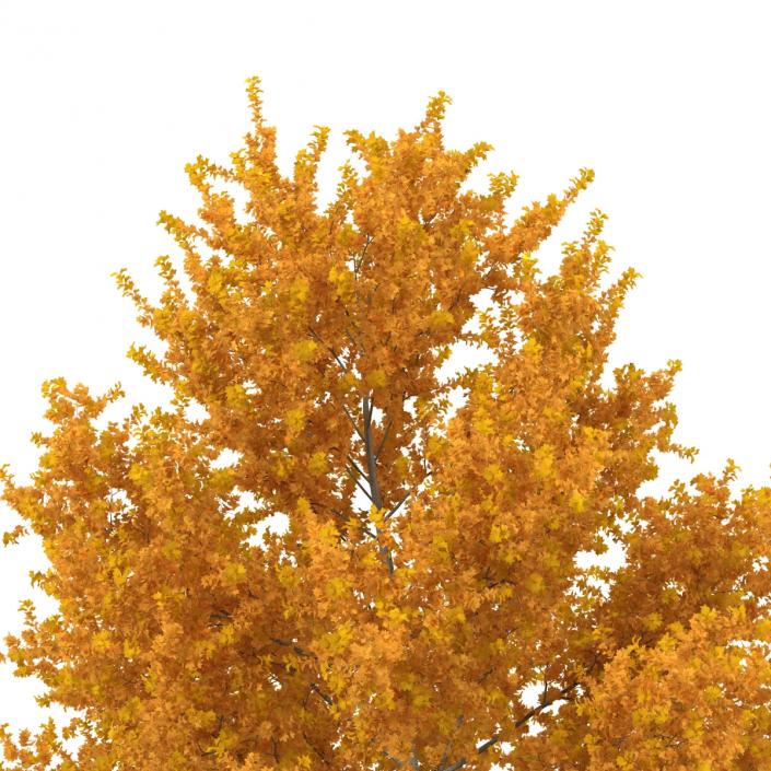 3D model Yellow Poplar Tree Autumn