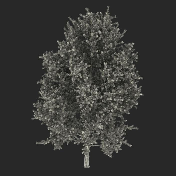 3D model Yellow Poplar Tree Autumn