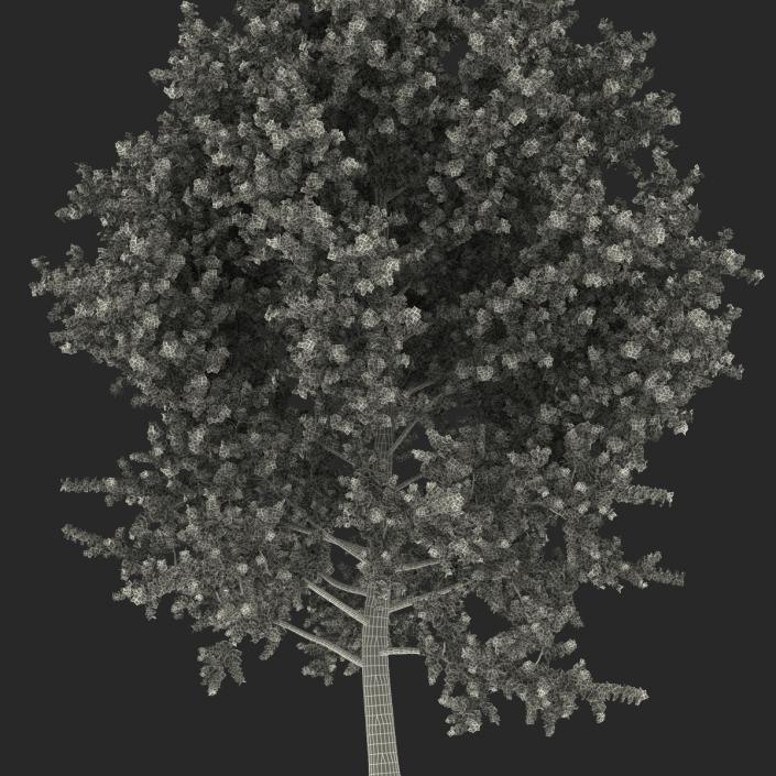 3D model Yellow Poplar Tree Autumn