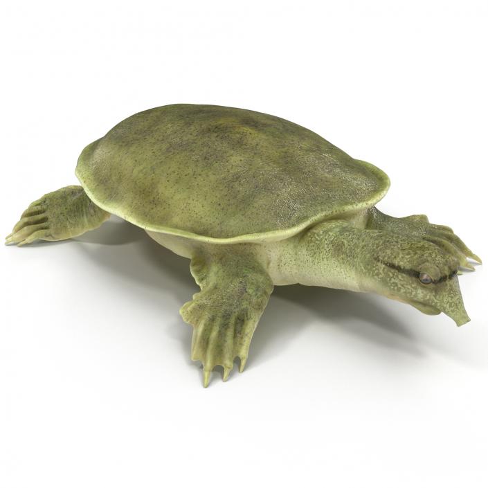 3D Chinese Softshell Turtle Rigged