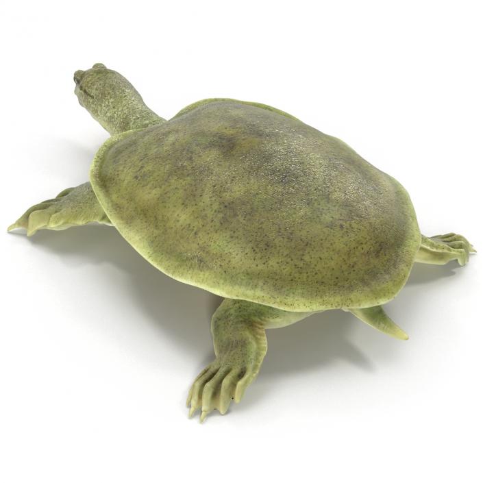 3D Chinese Softshell Turtle Rigged