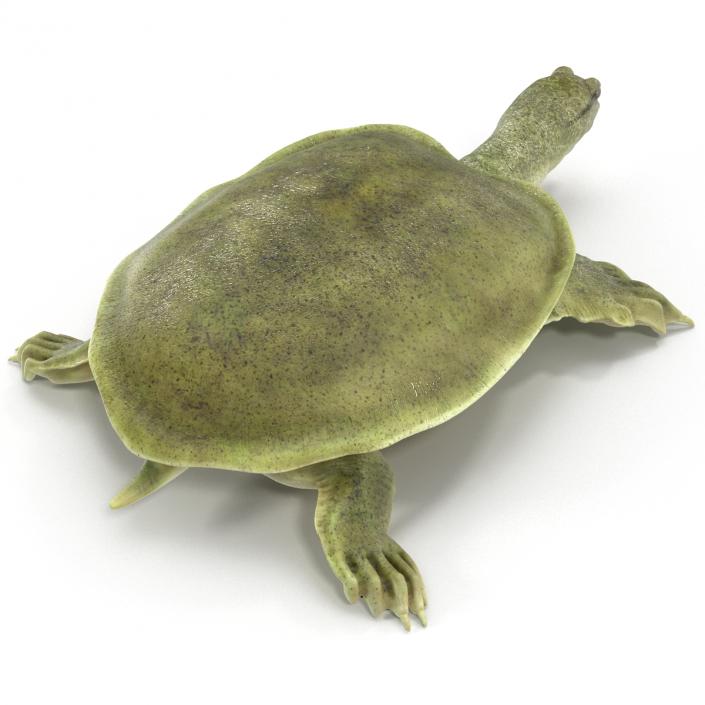 3D Chinese Softshell Turtle Rigged