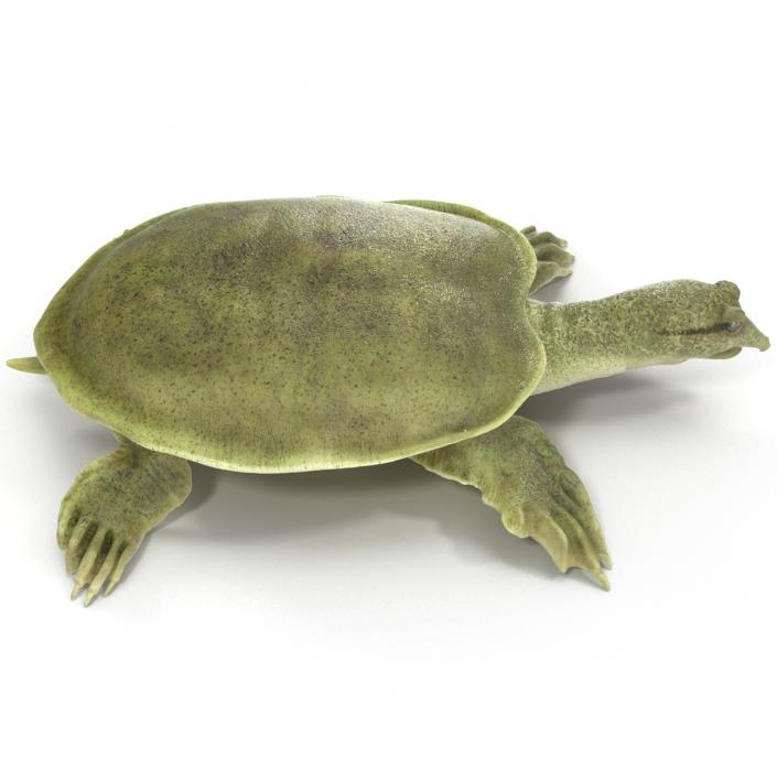 3D Chinese Softshell Turtle Rigged