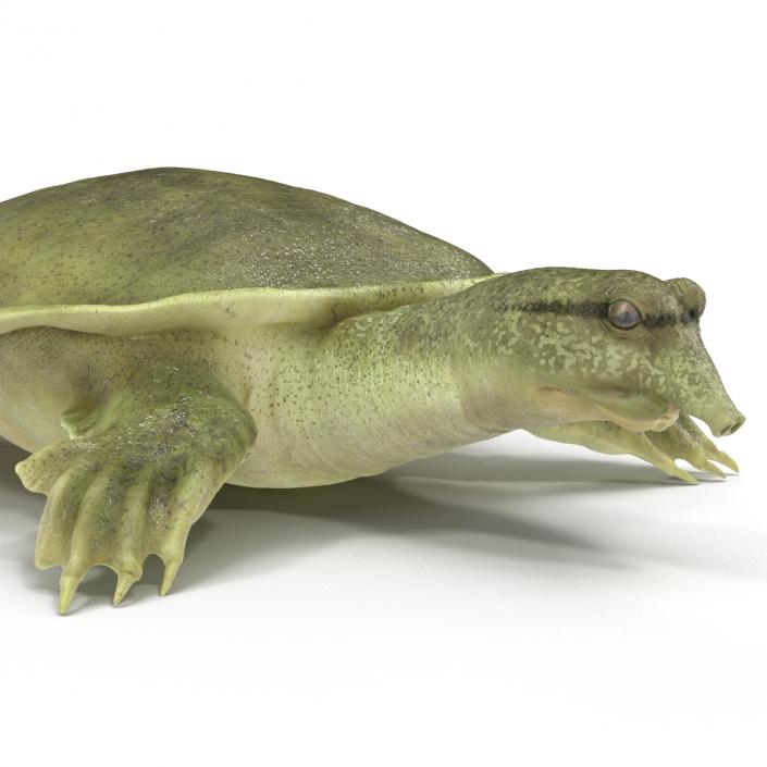 3D Chinese Softshell Turtle Rigged