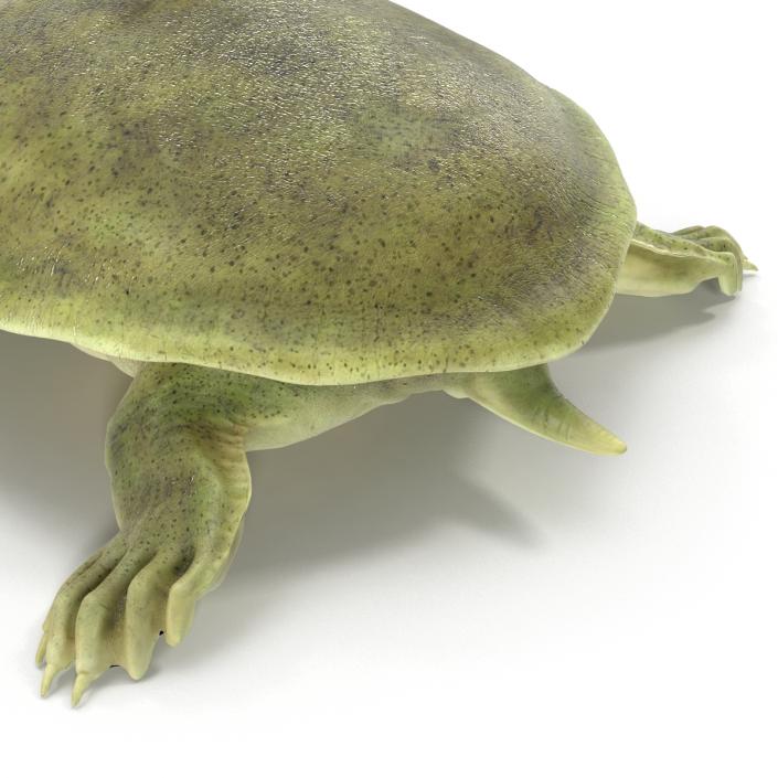 3D Chinese Softshell Turtle Rigged