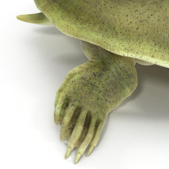 3D Chinese Softshell Turtle Rigged