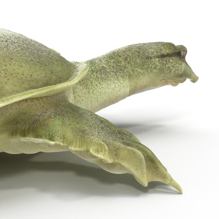 3D Chinese Softshell Turtle Rigged