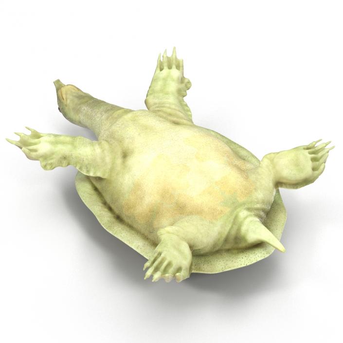 3D Chinese Softshell Turtle Rigged