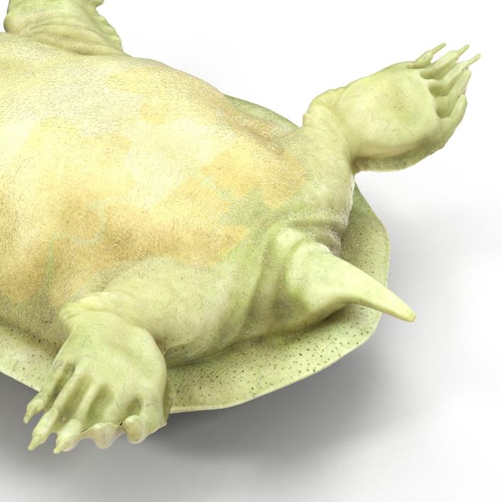 3D Chinese Softshell Turtle Rigged