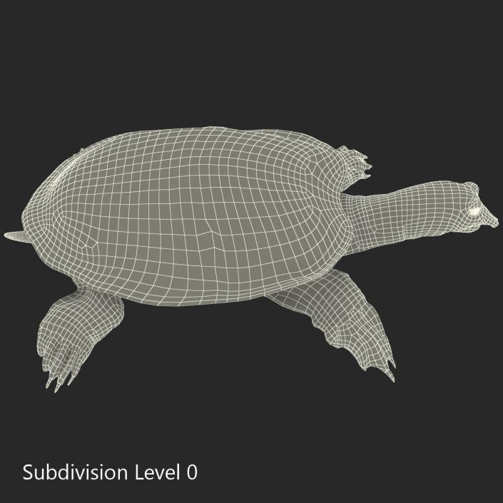 3D Chinese Softshell Turtle Rigged